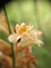 Orobanche lutea