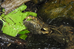 Longpotamon honanense