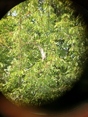 Eriogaster lanestris