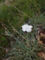 Dianthus gratianopolitanus