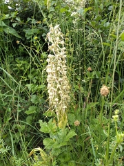 Himantoglossum hircinum