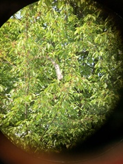 Eriogaster lanestris