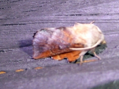 Phyllodesma americana