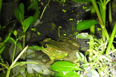 Pelophylax plancyi