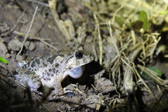 Fejervarya multistriata