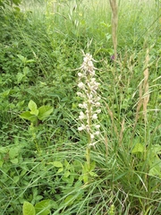 Himantoglossum hircinum