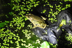 Pelophylax plancyi