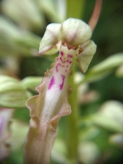 Himantoglossum hircinum