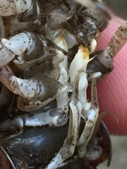 Procambarus lophotus