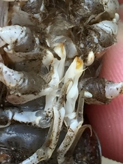 Procambarus lophotus