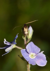 Cauchas fibulella