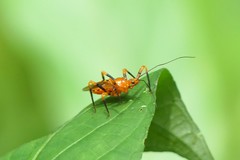 Sphedanolestes xiongi