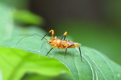 Sphedanolestes xiongi