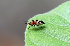 Tropidothorax maculatus