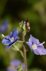 Cauchas fibulella