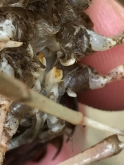 Procambarus lophotus