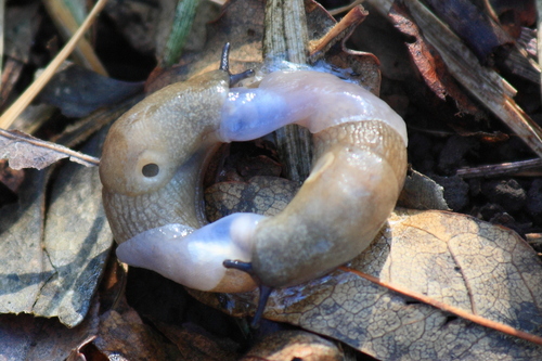 Deroceras caucasicum