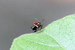 Tropidothorax maculatus