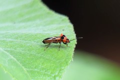Tropidothorax maculatus
