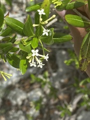 Stenostomum acutatum