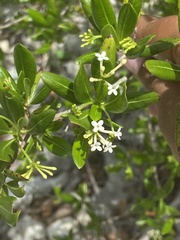 Stenostomum acutatum