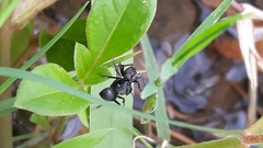 Camponotus sericeus