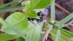 Camponotus sericeus