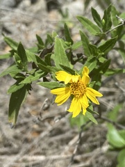 Wedelia calycina