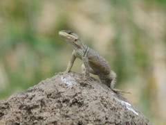 Sceloporus dugesii