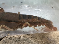 Procambarus lophotus