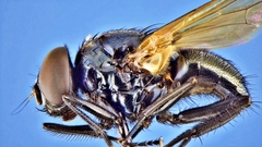 Hydrotaea chalcogaster