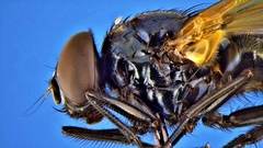 Hydrotaea chalcogaster