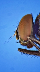 Hydrotaea chalcogaster