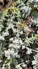 Teucrium capitatum capitatum