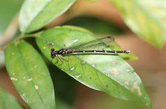Sinosticta ogatai