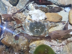 Paragrapsus quadridentatus