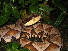 Deinagkistrodon acutus