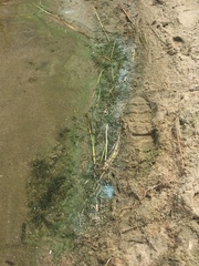 Dolichospermum