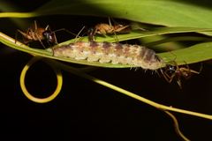 Ogyris genoveva