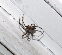 Araneus cavaticus