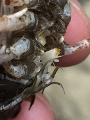 Procambarus lophotus