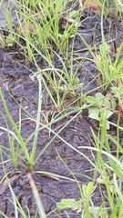 Agriocnemis keralensis