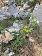 Bupleurum corsicum