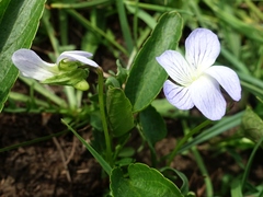Viola stagnina