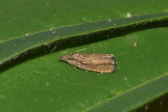 Dichrorampha sedatana