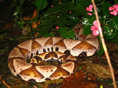 Deinagkistrodon acutus