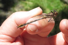 Phanogomphus spicatus