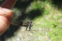 Phanogomphus spicatus