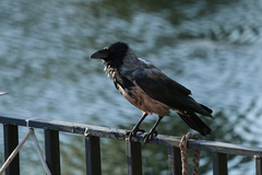 Corvus cornix