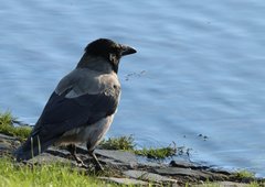 Corvus cornix